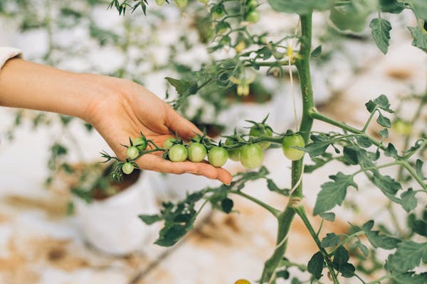 A hand reaches for unripe tomatoes on a vine in a greenhouse setting.