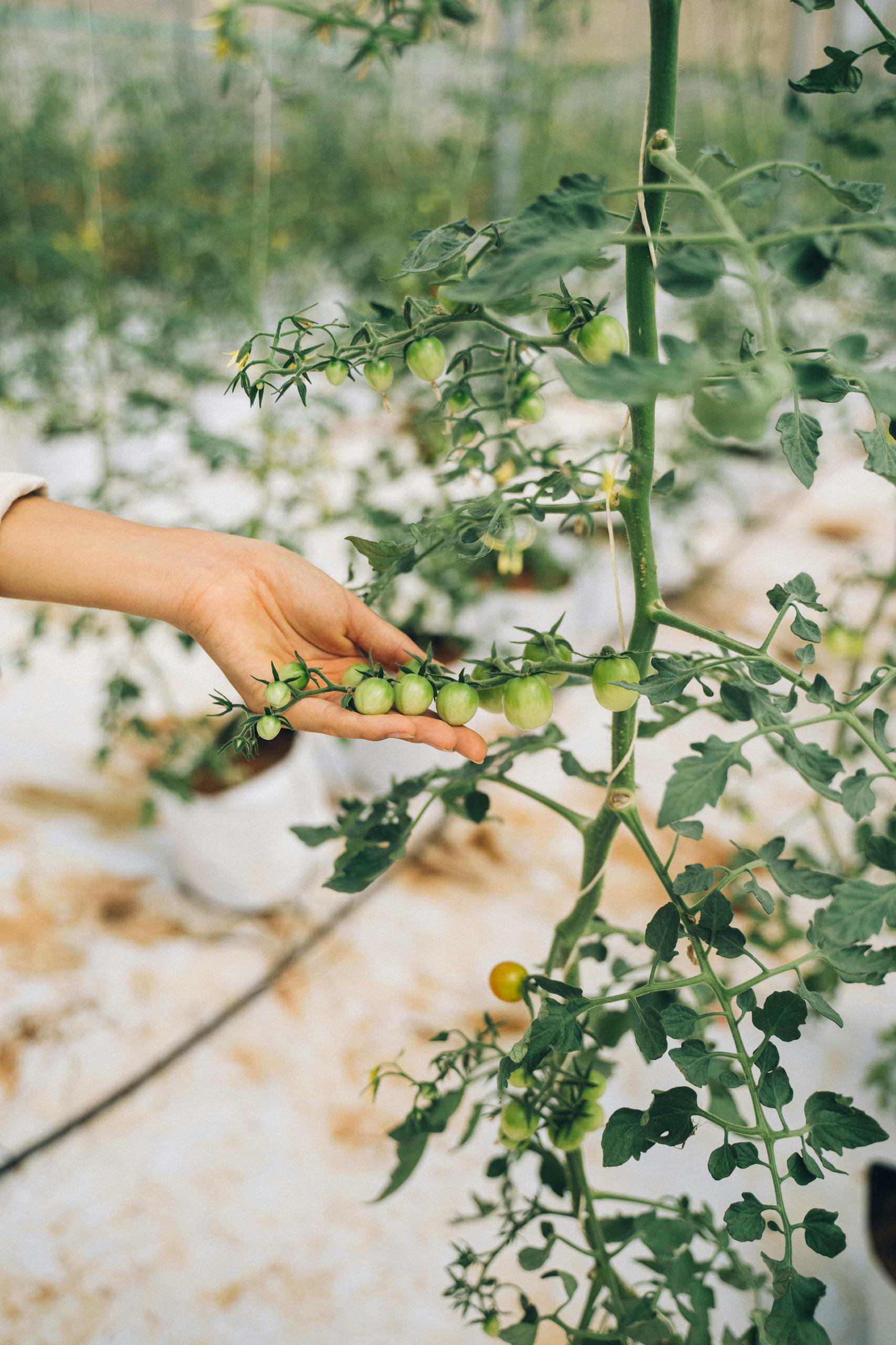 A hand reaches for unripe tomatoes on a vine in a greenhouse setting.