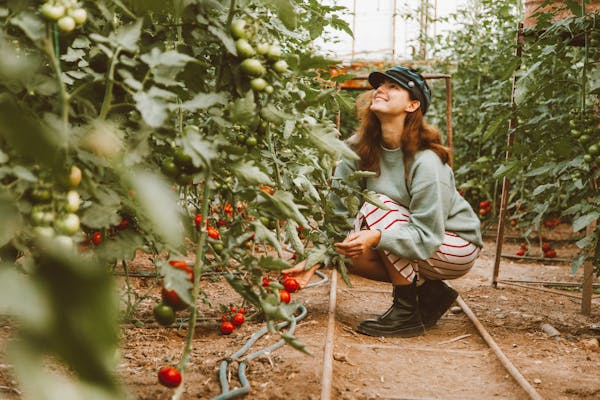 A smiling woman crouches to pick ripe tomatoes in a greenhouse vegetable garden.