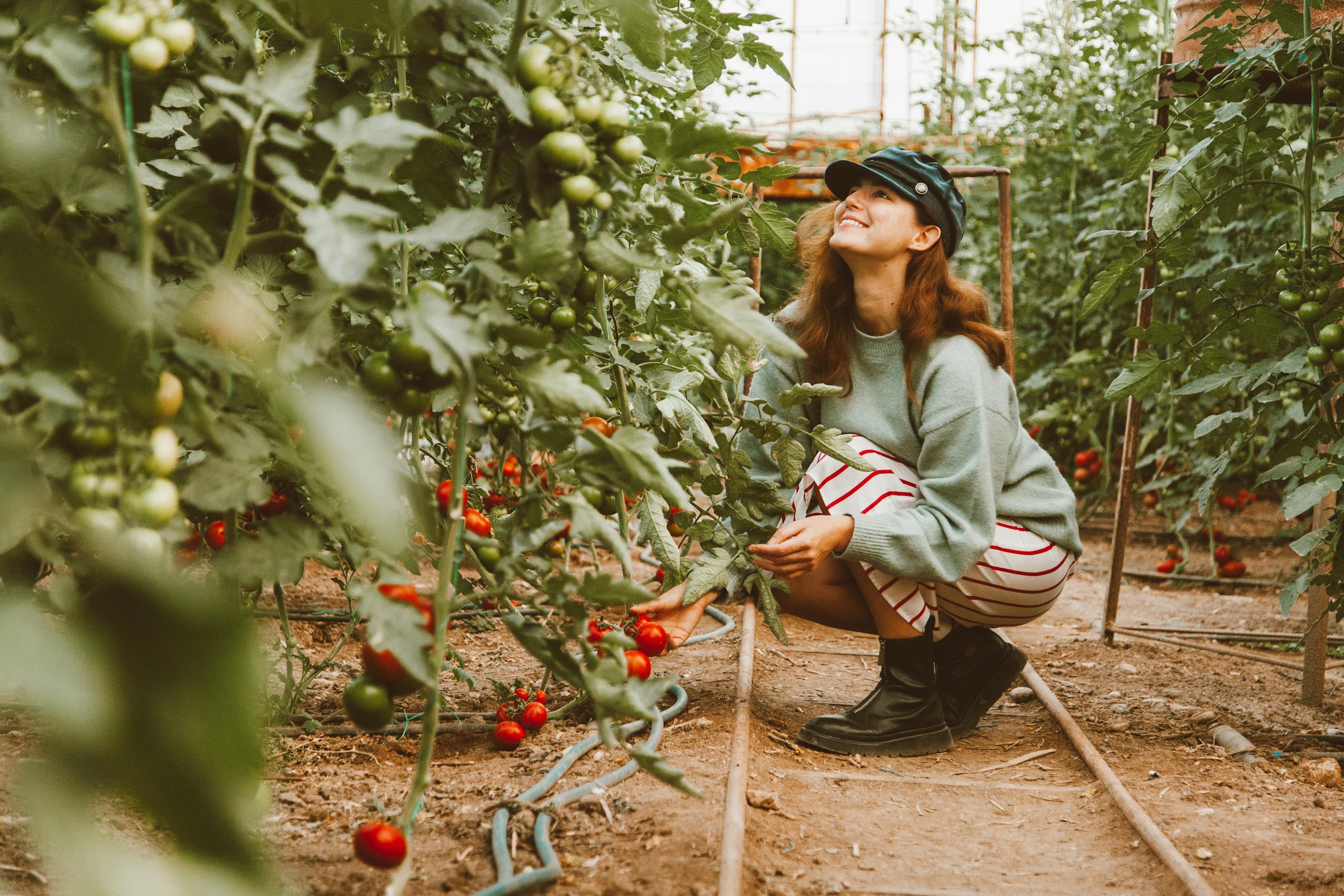 A smiling woman crouches to pick ripe tomatoes in a greenhouse vegetable garden.