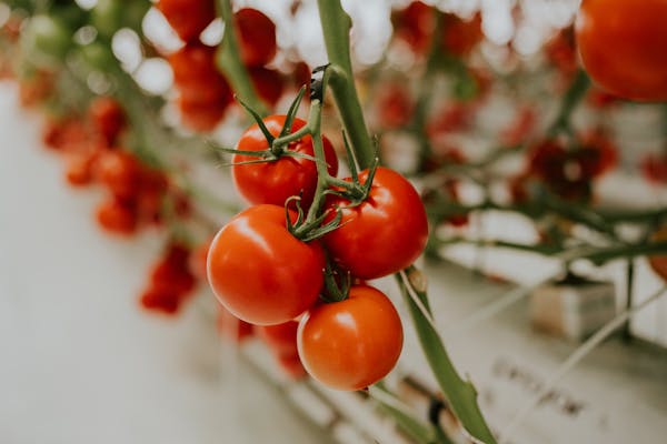 A vibrant close-up of ripe tomatoes on the vine in a greenhouse setting.