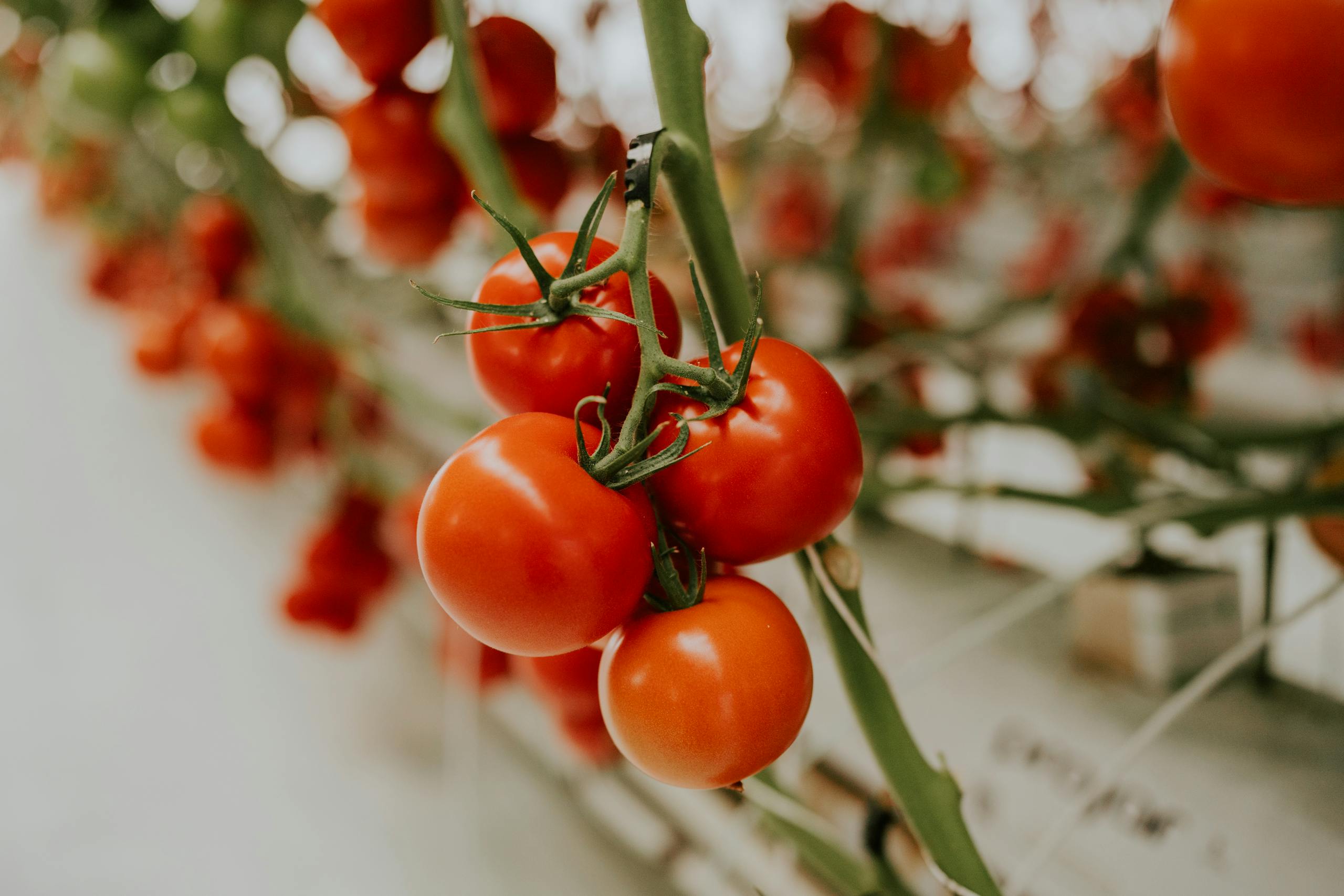 A vibrant close-up of ripe tomatoes on the vine in a greenhouse setting.