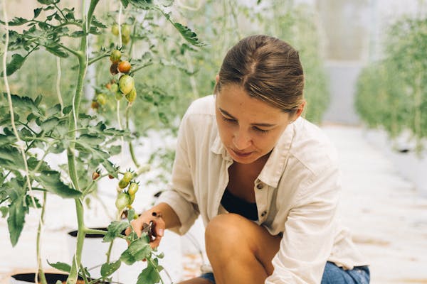 A woman tending to tomatoes in a greenhouse, showcasing gardening in an indoor setting.
