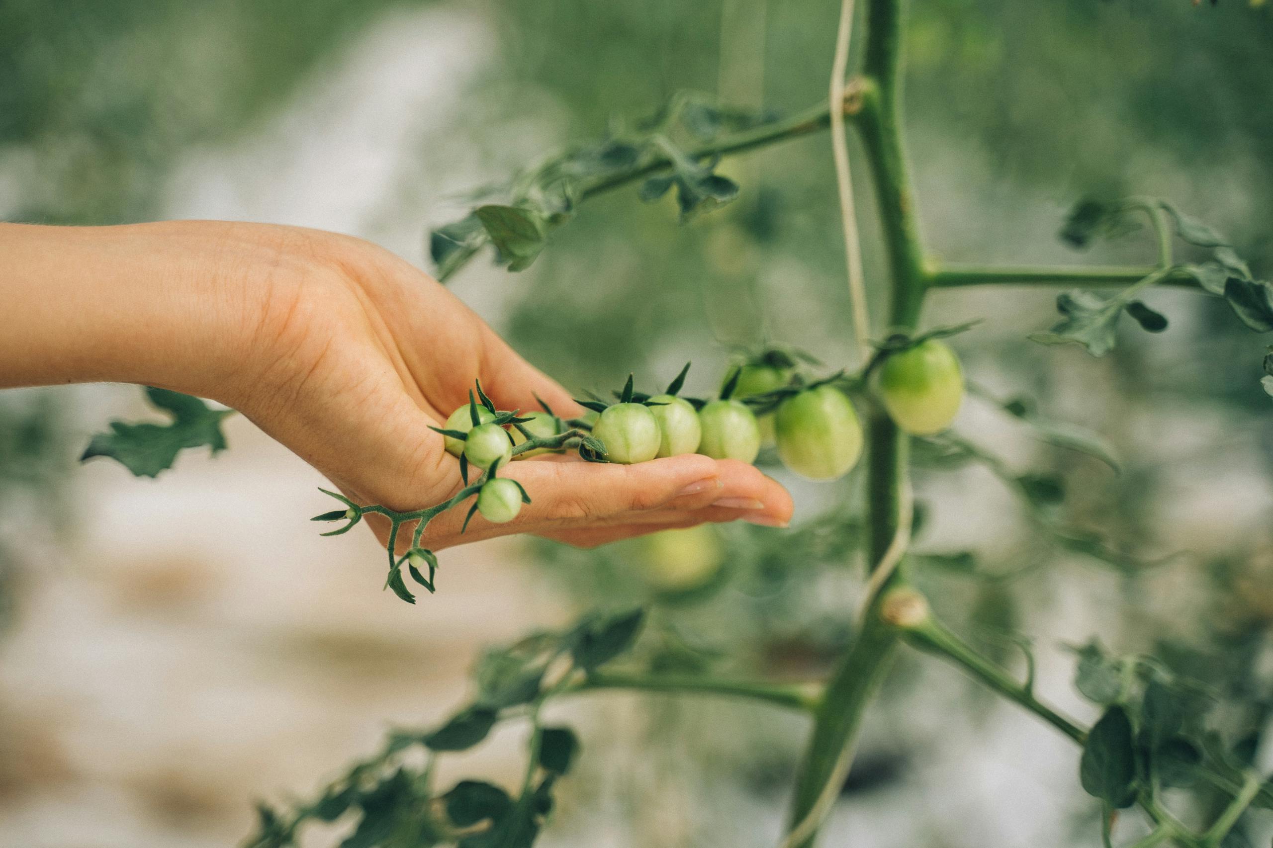 Close-up of a hand holding green tomatoes on the vine in a garden setting.
