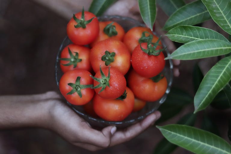 Close-up of freshly picked cherry tomatoes held in hands, highlighting vibrant red hues and garden setting.