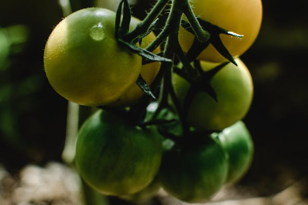 Close-up of organic green tomatoes ripening on the vine outdoors in Estonia.