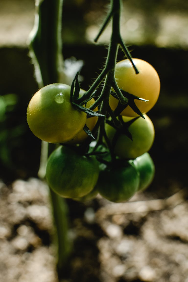 Close-up of organic green tomatoes ripening on the vine outdoors in Estonia.