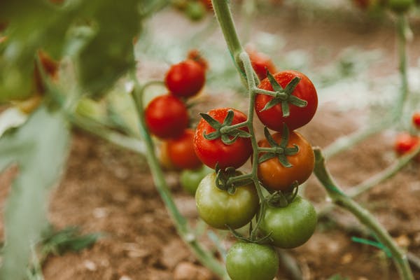 Close-up of ripe and unripe tomatoes growing on a vine in a garden.