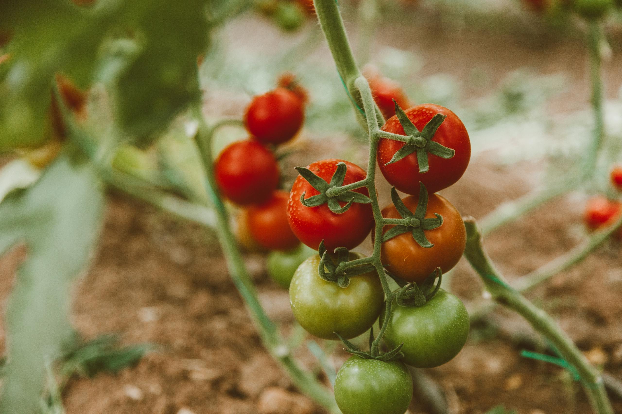 Close-up of ripe and unripe tomatoes growing on a vine in a garden.