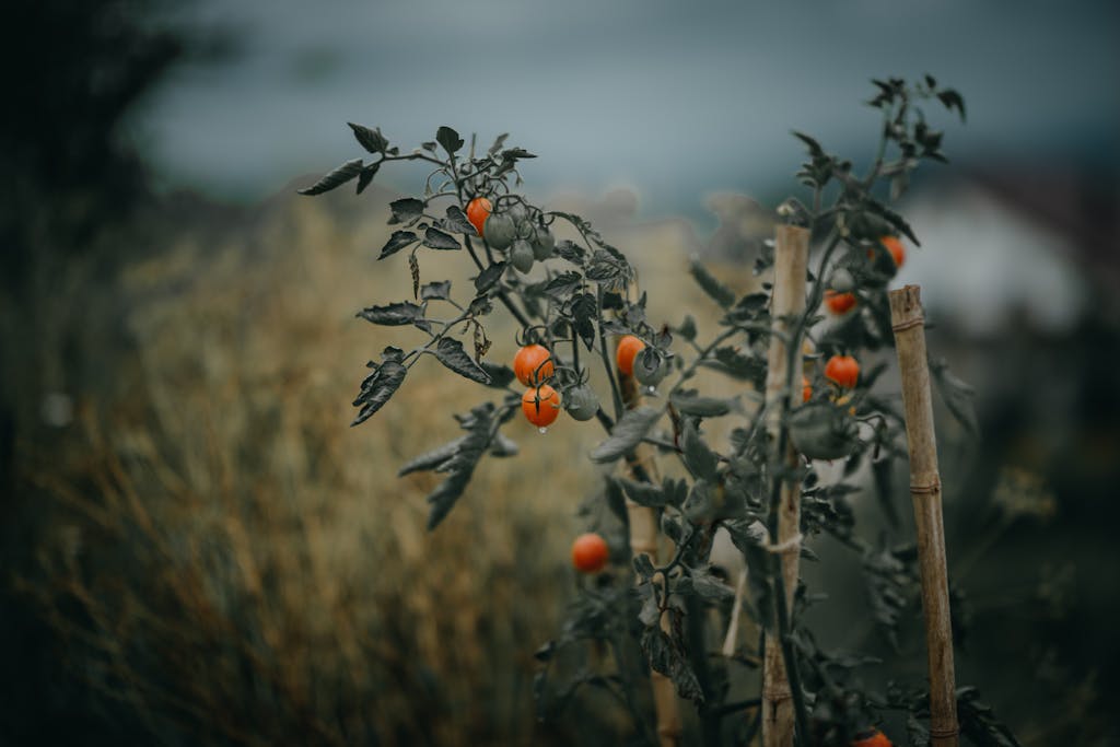 Close-up of ripe cherry tomatoes growing on vines in a rural garden. Fresh and organic produce.