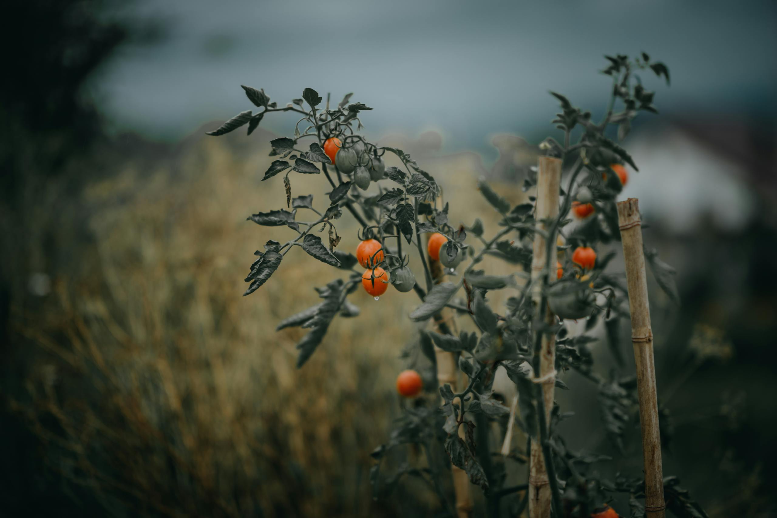 Close-up of ripe cherry tomatoes growing on vines in a rural garden. Fresh and organic produce.
