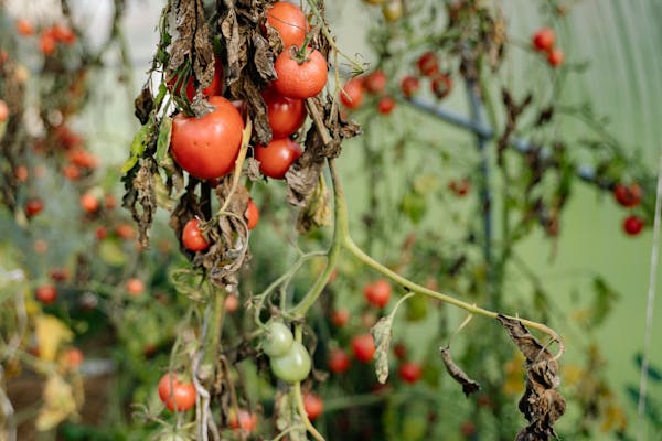 Close-up of ripe tomatoes growing in a greenhouse with natural light.