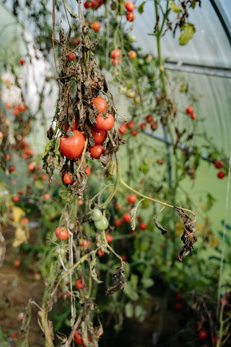 Transform Your Garden with These Tomato Growing Ideas
