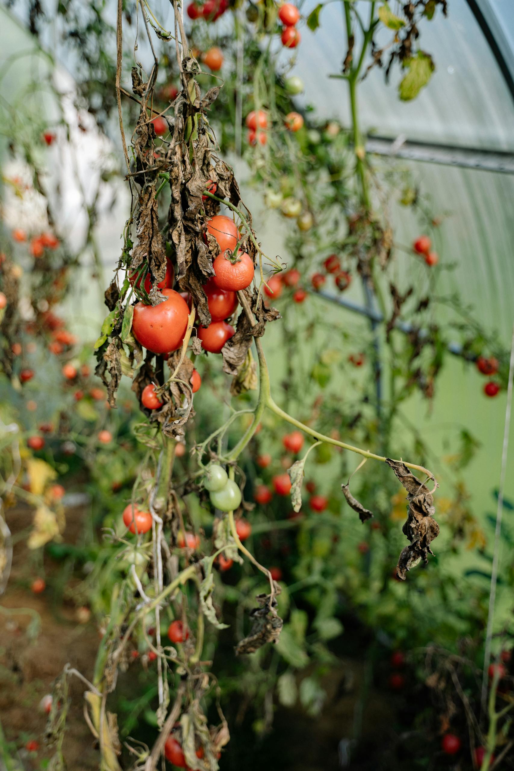 Close-up of ripe tomatoes growing in a greenhouse with natural light.