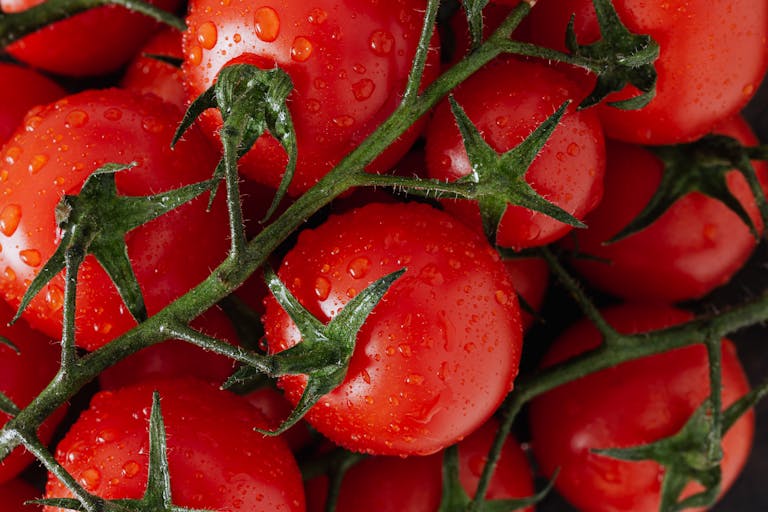 Unlock the Secrets to Successful Tomato Growing