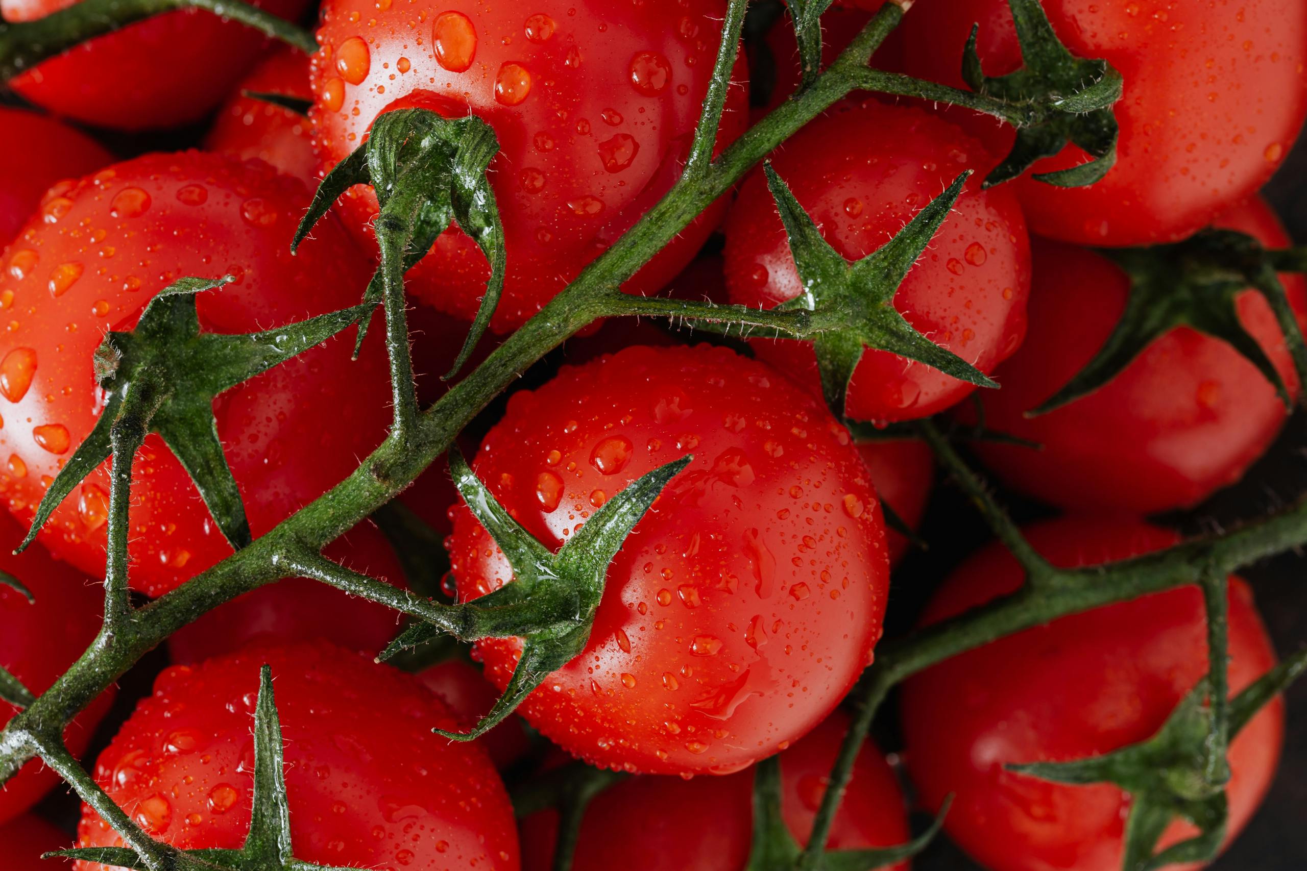 Close-up of ripe tomatoes on the vine with water droplets, highlighting freshness.
