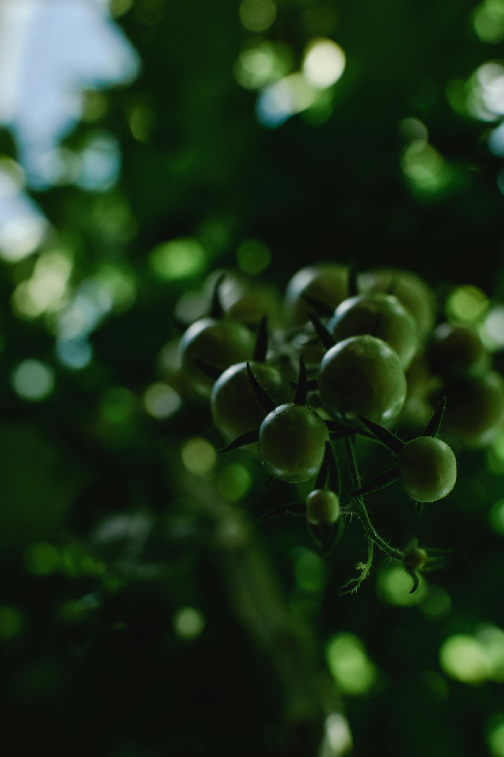 Close-up of unripe green tomatoes on a vine in soft focus, highlighting organic growth.