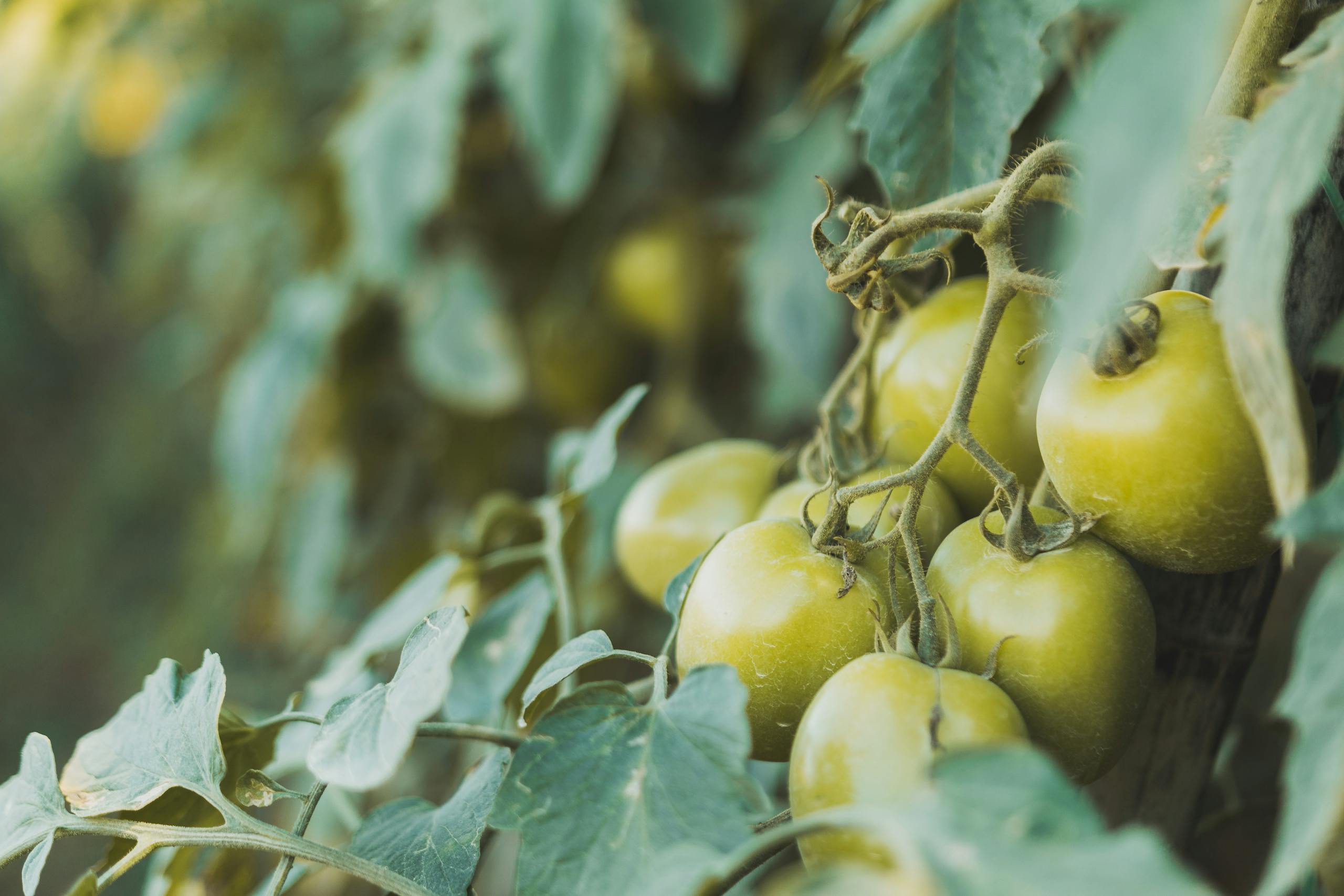 Cluster of green tomatoes growing in a lush garden ready for harvest.