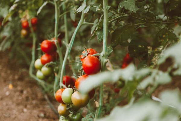Fresh tomatoes growing on the vine in a garden. Includes ripe and unripe tomatoes