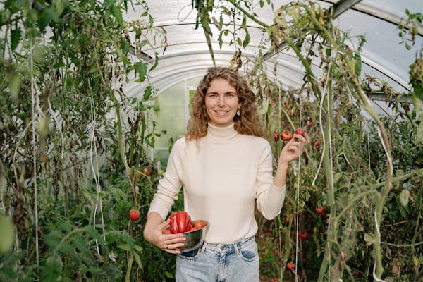 Smiling woman in turtleneck harvesting fresh tomatoes in a greenhouse.