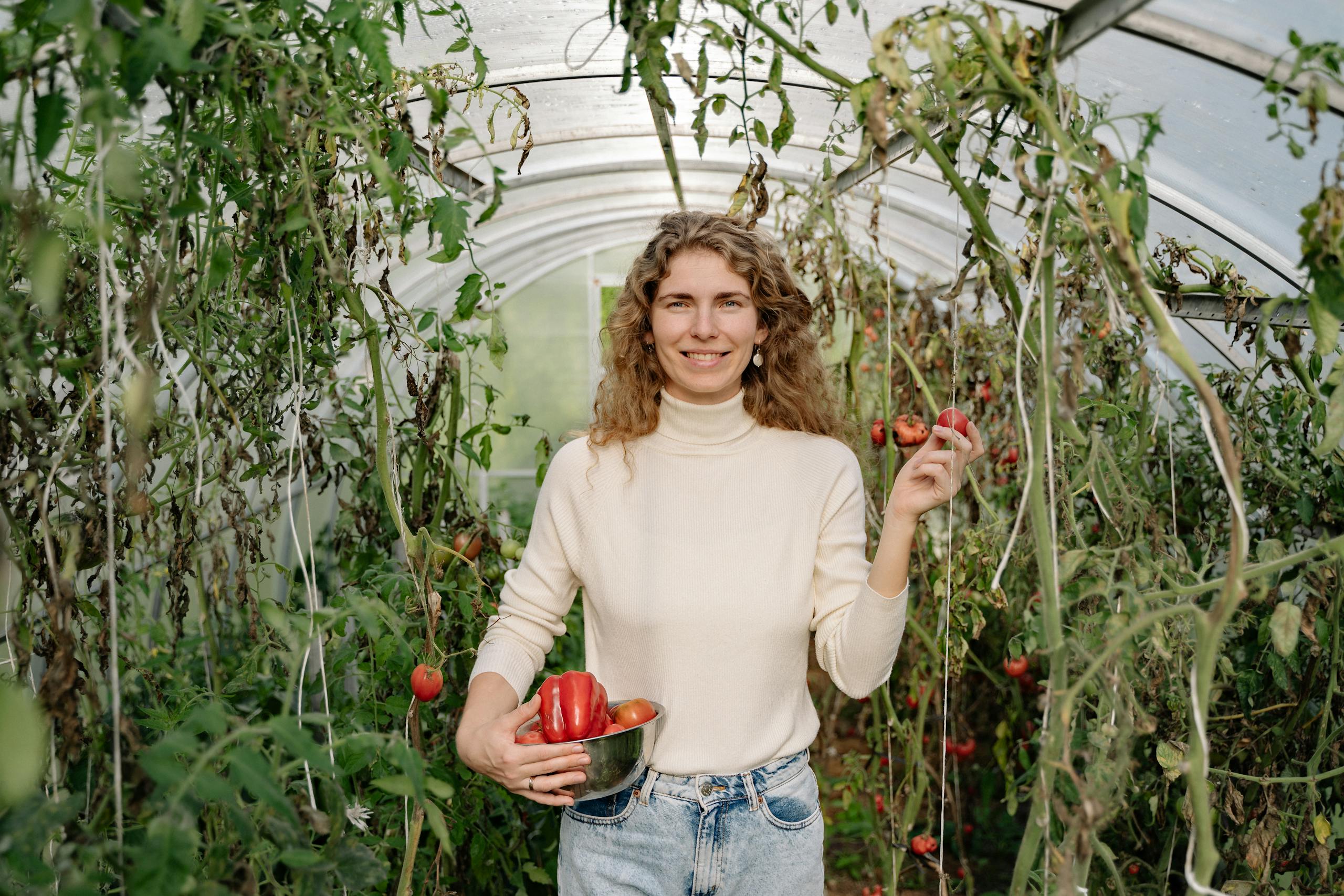 Smiling woman in turtleneck harvesting fresh tomatoes in a greenhouse.