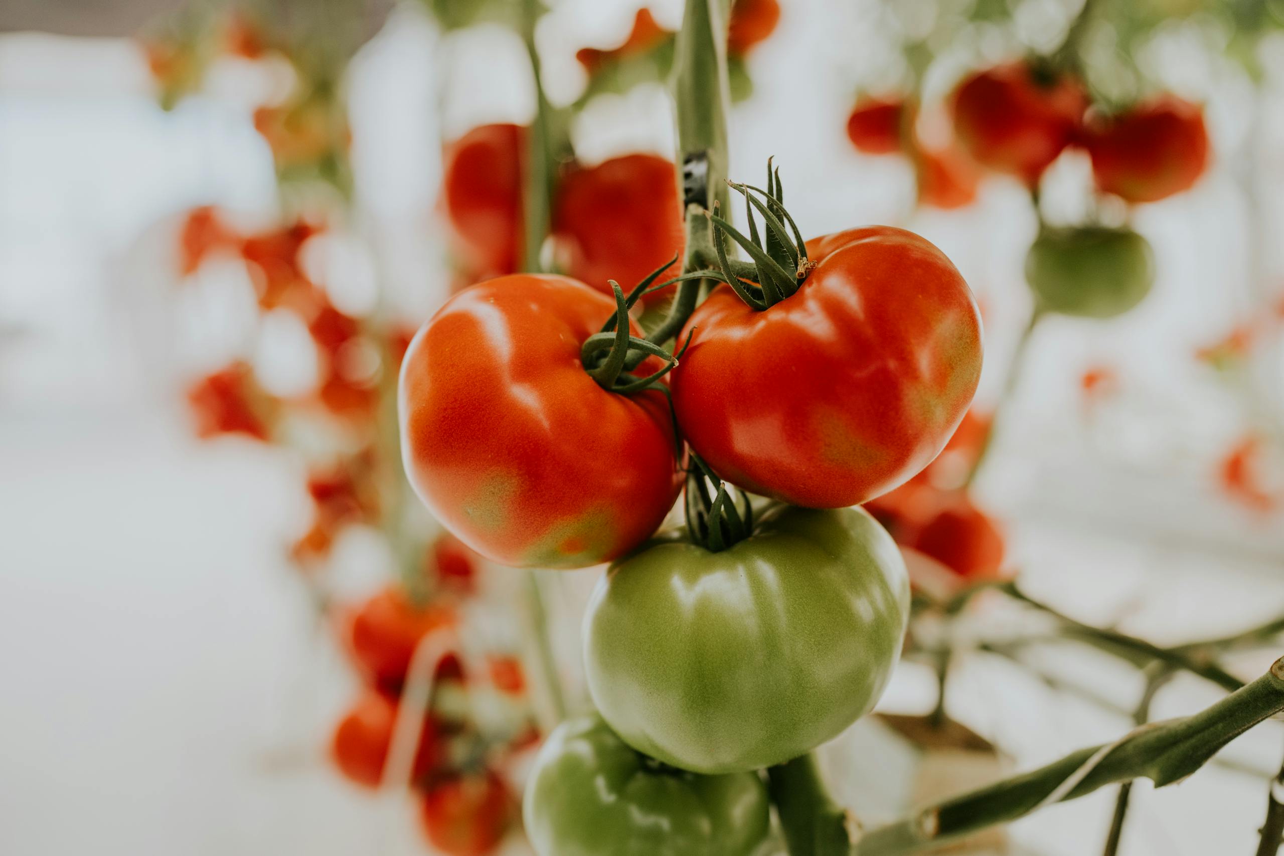 Vibrant close-up of red and green tomatoes on the vine in soft focus background.
